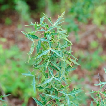 Mahonia trifoliata 