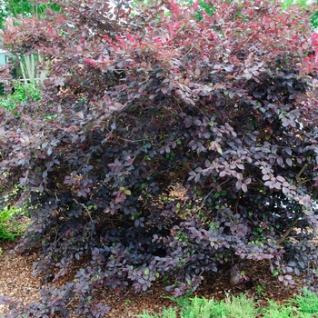 Loropetalum chinense 'Chang Nian Hong' 