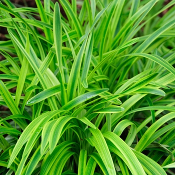 Liriope muscari 'Marc Anthony®' (113713)