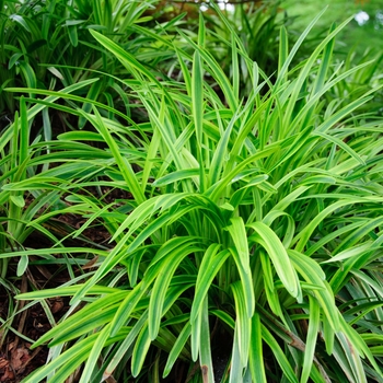 Liriope muscari 'Marc Anthony®' (113714)