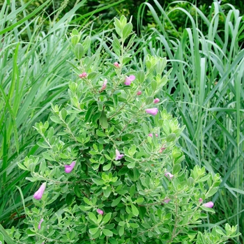 Leucophyllum frutescens 'Green Cloud'