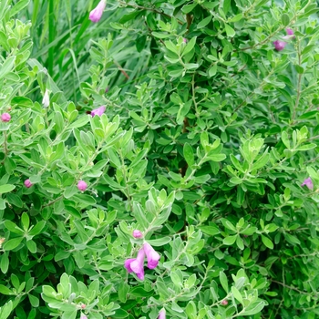 Leucophyllum frutescens 'Green Cloud' 