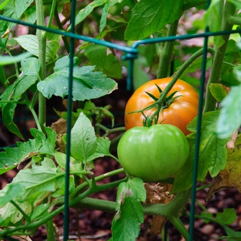 Lycopersicon esculentum 'Big Beef'