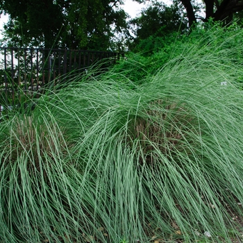 Muhlenbergia lindheimeri