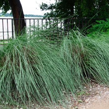 Muhlenbergia lindheimeri 