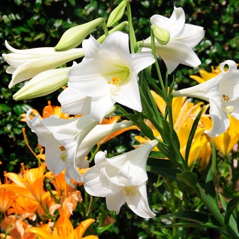 Lilium longiflorum 