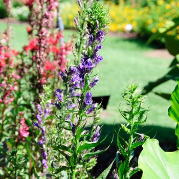 Lobelia x speciosa 'Fan Blue'