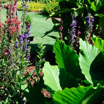 Lobelia x speciosa 'Fan Blue' 