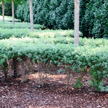 Leucophyllum frutescens 'Compacta'