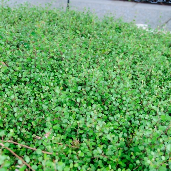 Muehlenbeckia axillaris '' (113741)
