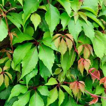 Parthenocissus 'Hacienda Creeper' 