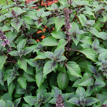 Ocimum Herbalea™ 'Wild Magic'