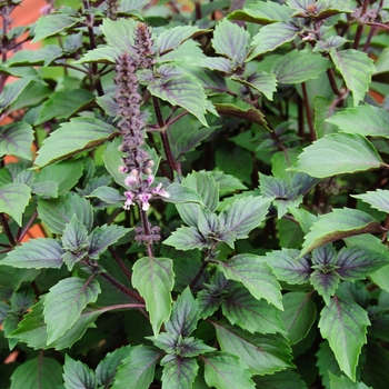 Ocimum 'Wild Magic' PPAF