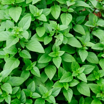 Ocimum 'Habana' PP24643