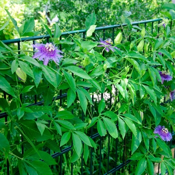 Passiflora 'Incense' 