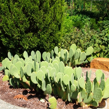 Opuntia cacanapa 'Ellisiana'