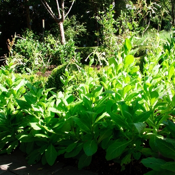 Nicotiana sylvestris 