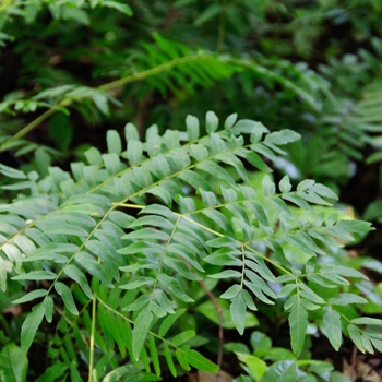 Osmunda regalis var. spectabilis 