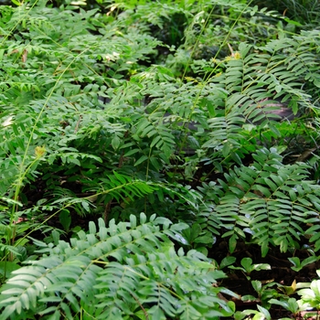 Osmunda regalis var. spectabilis