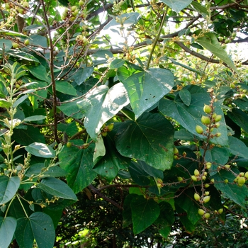 Paulownia tomentosa 