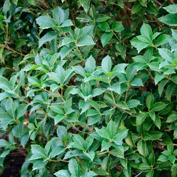 Osmanthus x fortunei 'Carl Wheeler' 