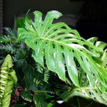 Monstera deliciosa 'Cheesecake' 