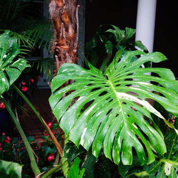 Monstera deliciosa 'Cheesecake'