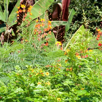 Caesalpinia pulcherrima 