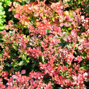 Berberis thunbergii 'Crimson Pygmy'