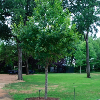 Acer rubrum 'Sun Valley'