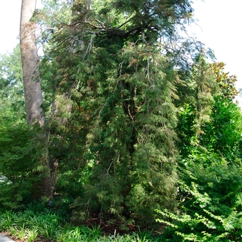 Acer palmatum var. dissectum 'Inaba Shidare'