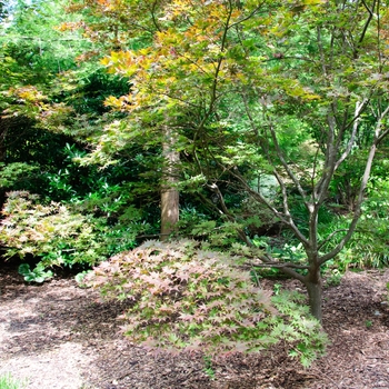 Acer palmatum var. atropurpureum 'Bloodgood' (113849)