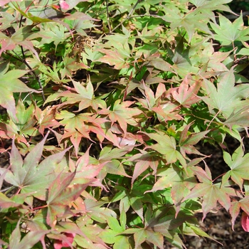 Acer palmatum var. atropurpureum 'Bloodgood' (113850)