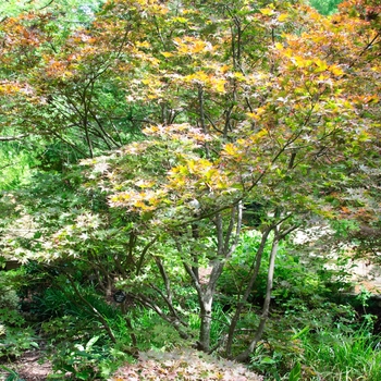 Acer palmatum var. atropurpureum 'Bloodgood' (113851)