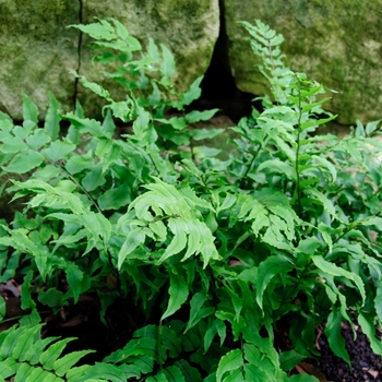 Polystichum makinoi