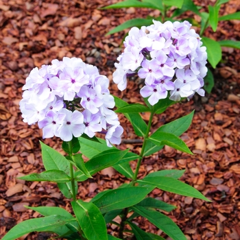 Phlox paniculata 'Blue Flame®' PPAF