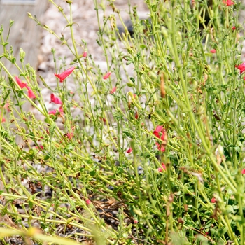 Penstemon baccharifolius 'Del Rio' 