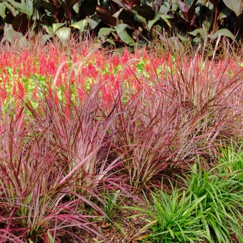 Pennisetum setaceum 'Fireworks' PP18504