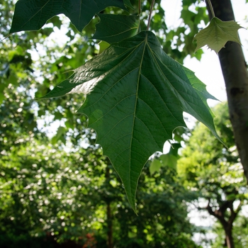 Platanus mexicana