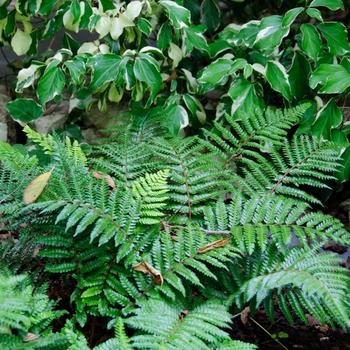 Polystichum polyblepharum '' (113896)