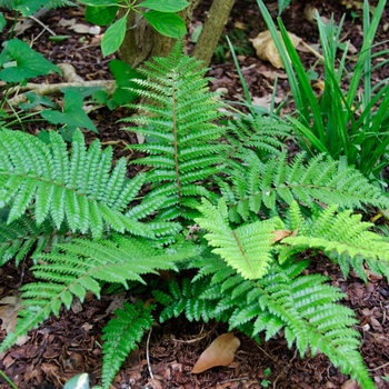 Polystichum polyblepharum