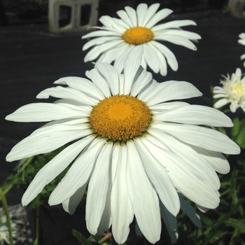 Leucanthemum x superbum 'Polaris' 