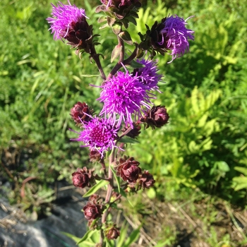 Liatris scariosa