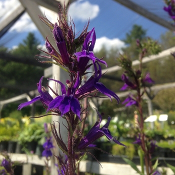 Lobelia x gerardii 'Vedrariensis' 