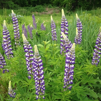 Lupinus polyphyllus 'The Governor' 