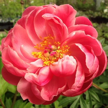 Paeonia lactiflora 'Coral Fay' 