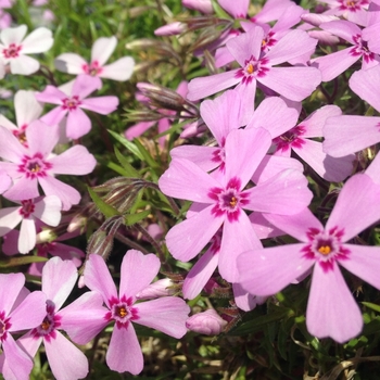 Phlox subulata 'Apple Blossom' 