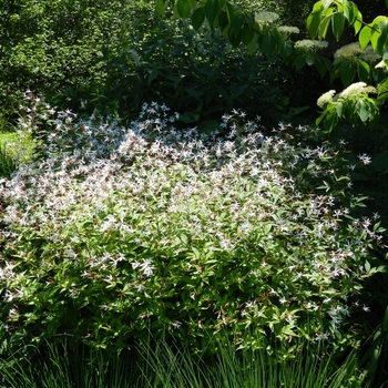 Porteranthus trifoliatus