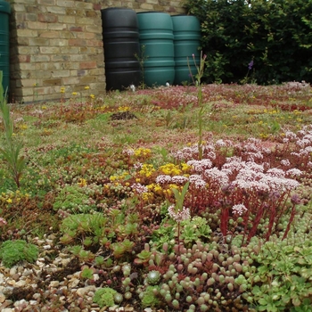 Sedum 'Roof Garden Mix' 