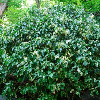 Hedera rhombea 'Creme de Menthe™' 